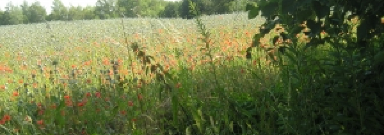 belotin-pc-2219-prehled