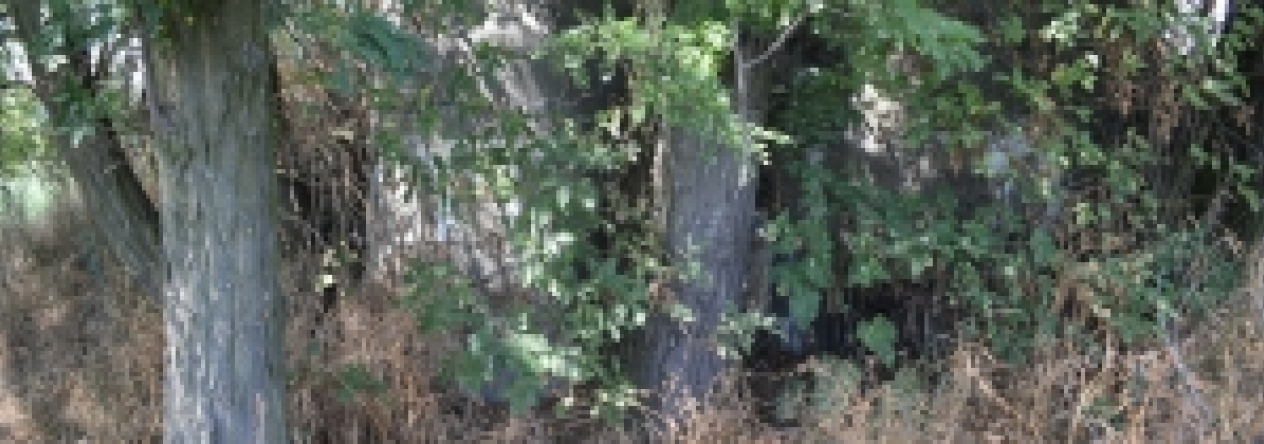 brezi-u-mikulova-vec-675ol-prehled