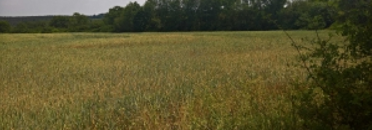 horsovsky-tyn-19pc-prehled