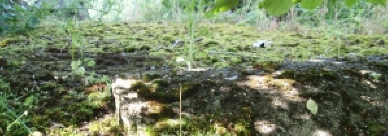 lednice-na-morave-vec-796ol-prehled