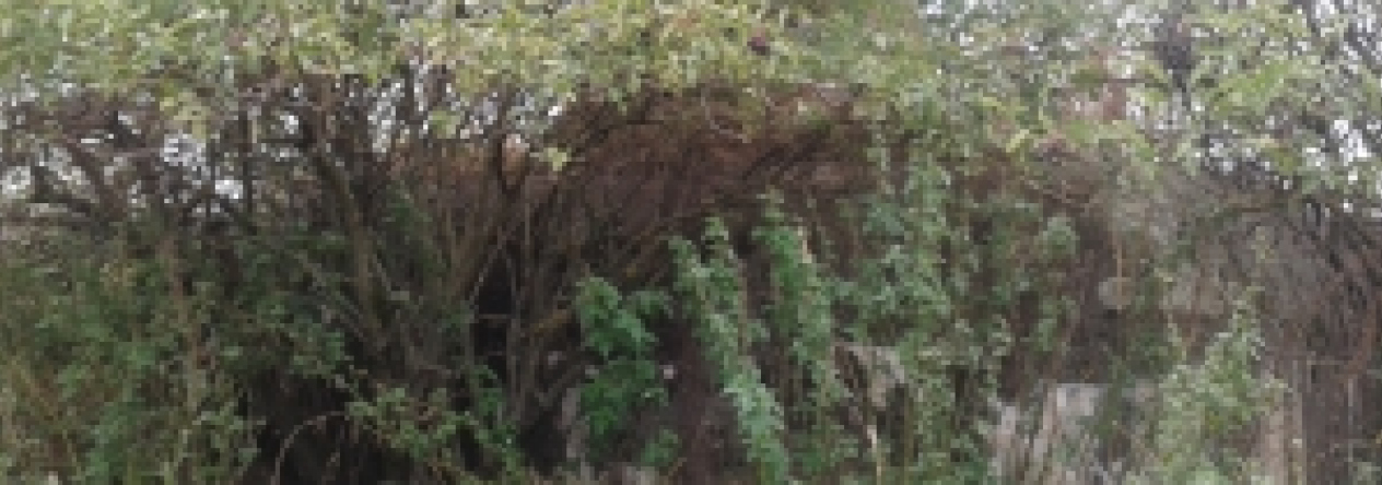 novosedly-na-morave-vec-663ol-prehled