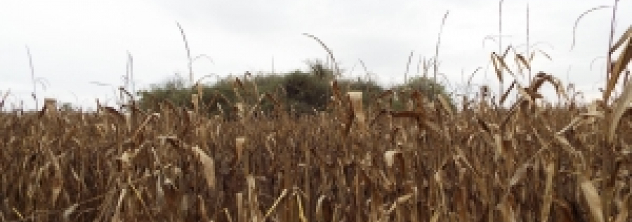 pohorelice-nad-jihlavou-vec-973ol-prehled