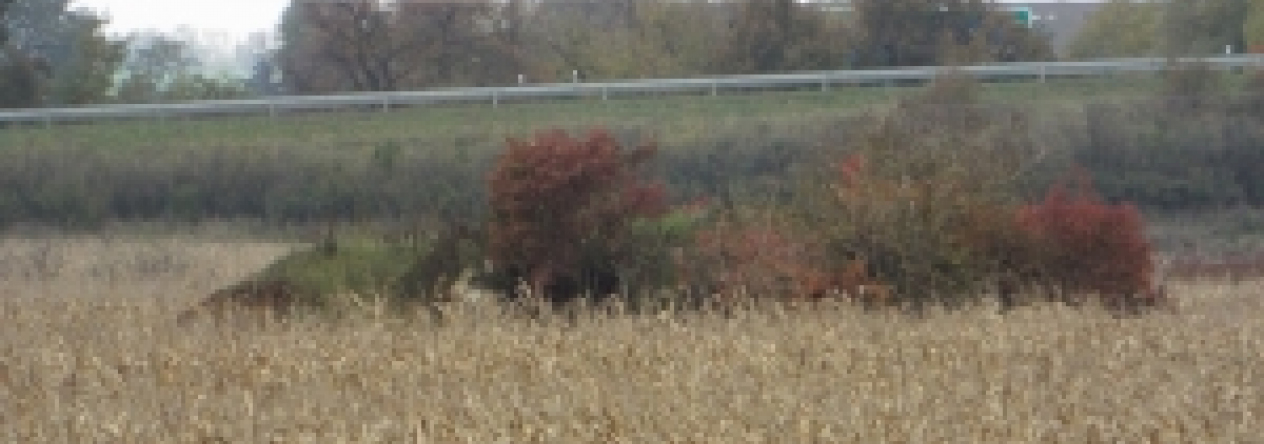 pohorelice-nad-jihlavou-vec-991ol-prehled