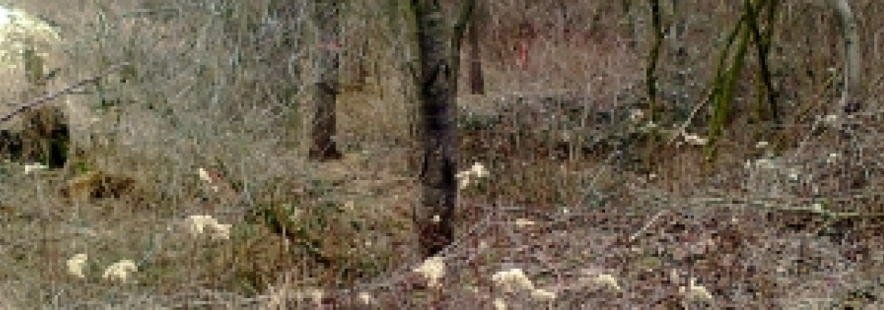 sedlnice-pc-1595-prehled