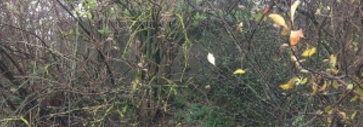 vratenin-vec-206ol-prehled