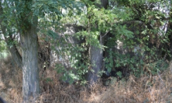 brezi-u-mikulova-vec-675ol-prehled