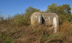 brezi-u-mikulova-vec-699ol-prehled