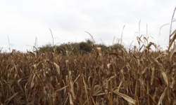 pohorelice-nad-jihlavou-vec-973ol-prehled