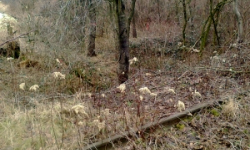 sedlnice-pc-1595-prehled