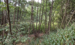 velenice-u-zakup-pc-861-prehled