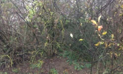 vratenin-vec-206ol-prehled