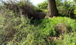 vrbovec-vec-443ol-prehled