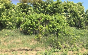 dyjakovice-vec-561ol-foto-1