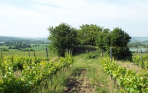 mikulov-na-morave-vec-739ol-foto-1