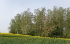 skvorec-pc-2022-foto-2