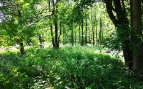 skalka-u-hazlova-pc-210-4-foto-2